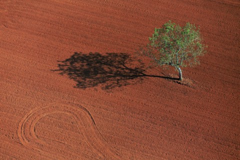 Isolated tree, Indre landscape