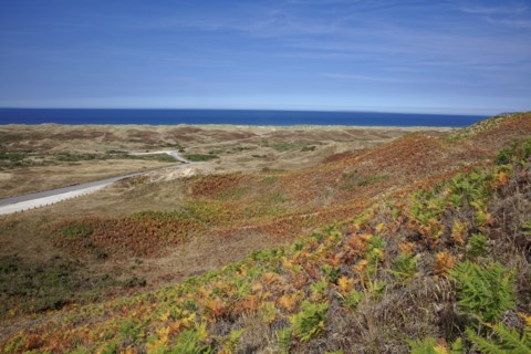 Dune massif at Biville, Manche