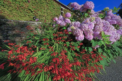 Plantes dans un jardin botanique, Manche