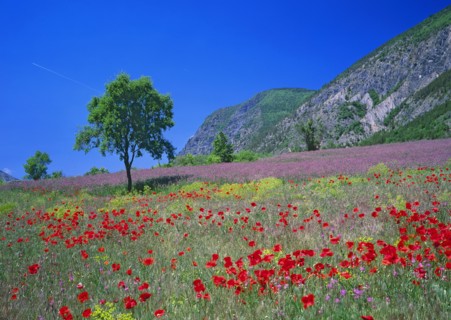 Paysage provençal, Drôme