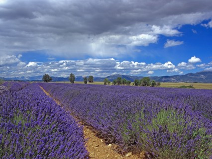 Le Plateau de Valensole, Alpes-de-Haute-Provence