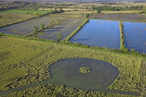 Camargue landscape, Bouches-du-Rhône