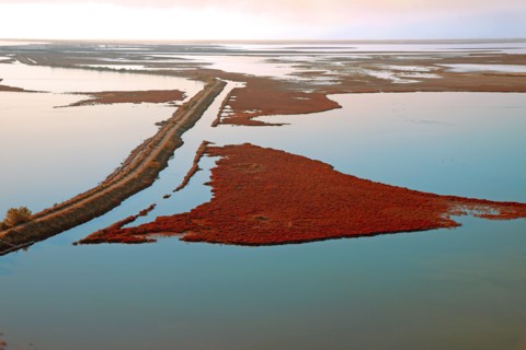 Camargue landscape, Bouches-du-Rhône