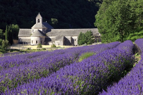 Abbaye de Sénanque, Vaucluse