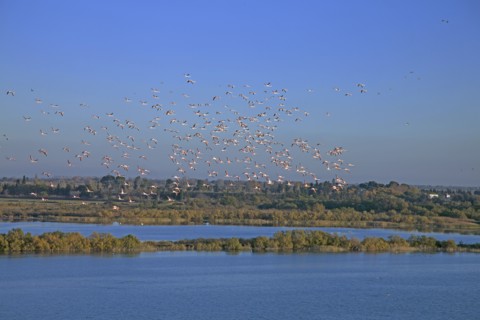 Camargue, Bouches-du-Rhône