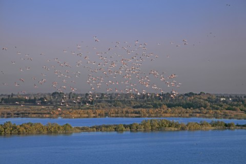 Camargue, Bouches-du-Rhône