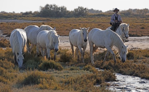 Camargue, Bouches-du-Rhône