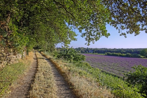 Champ de lavande, Drôme