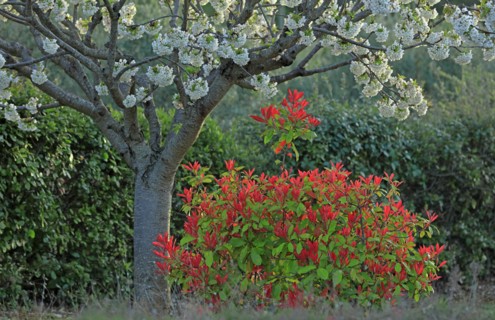 Cerisier en fleurs et arbuste photinia, Vaucluse