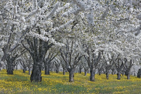Cerisiers en fleurs, Vaucluse