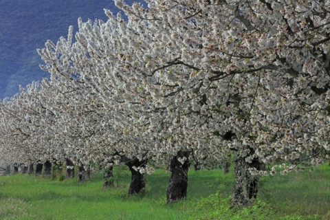 Cerisiers en fleurs, Vaucluse