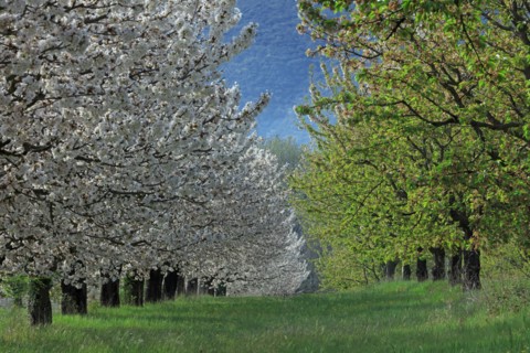 Cerisiers en fleurs, Vaucluse