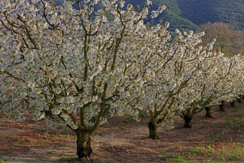 Cerisiers en fleurs, Vaucluse