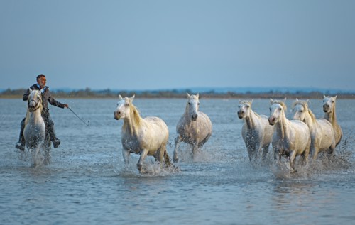 Camargue, Bouches-du-Rhône