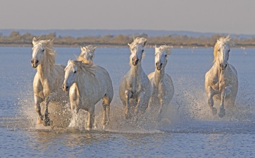 Camargue, Bouches-du-Rhône
