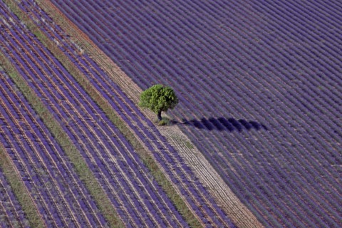 Arbre isolé et champ de lavande, Alpes-de-Haute-Provence