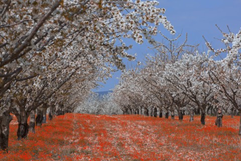 Cerisiers en fleurs, Vaucluse