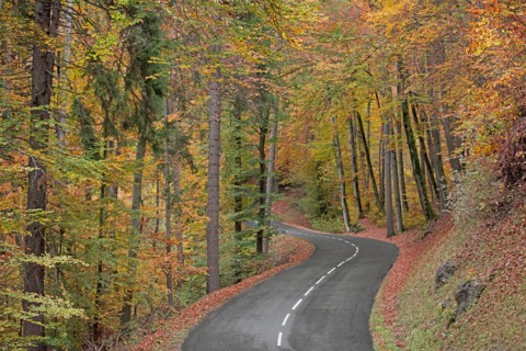 Route avec virage dans forêt en automne, Haute-Savoie