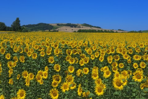 Champ de Tournesols, Puy-de-Dôme