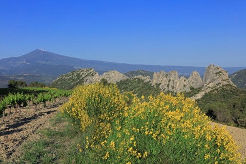 Gigondas, les Dentelles de Montmirail, Vaucluse
