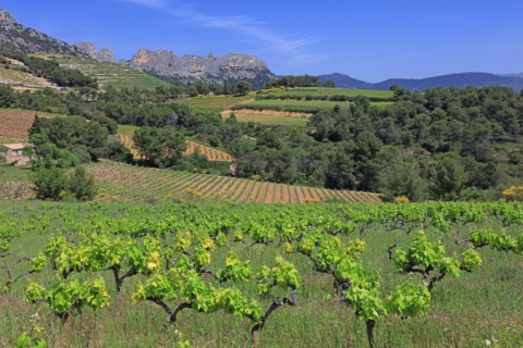 Gigondas, les Dentelles de Montmirail, Vaucluse
