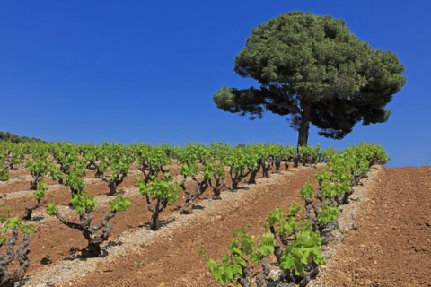 Vacqueyras, Vaucluse