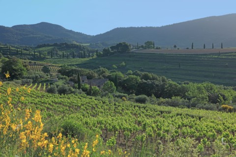 Gigondas, les Dentelles de Montmirail, Vaucluse