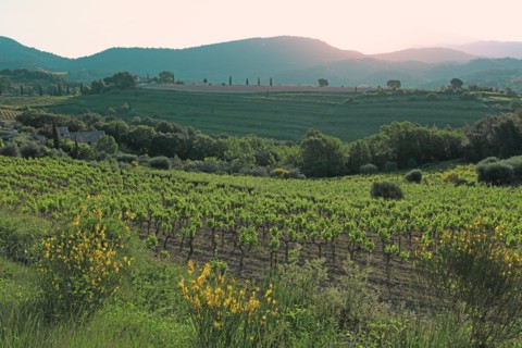 Gigondas, les Dentelles de Montmirail, Vaucluse