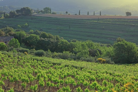 Gigondas, les Dentelles de Montmirail, Vaucluse