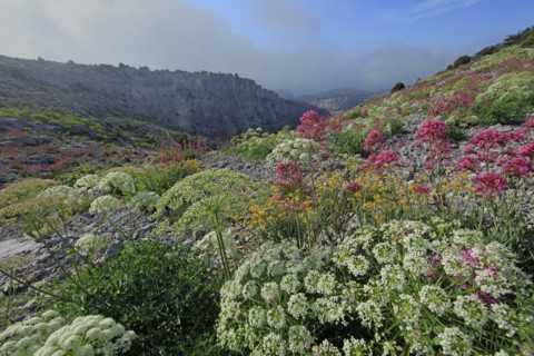 Flore des Calanques de Marseille, Bouches-du-Rhône