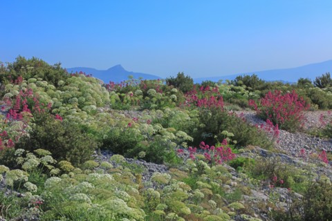 Flore des Calanques de Marseille, Bouches-du-Rhône