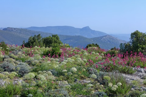 Flore des Calanques de Marseille, Bouches-du-Rhône