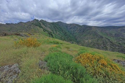 Mont Aigoual, Gard