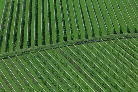 Plantation d'arbres fruitiers en espaliers dans la vallée du Têt, Pyrénées-Orientales