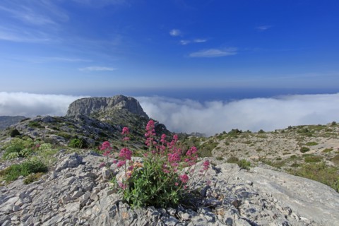 Flore des Calanques de Marseille, Bouches-du-Rhône