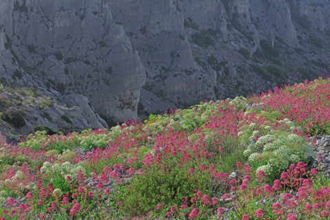 Flore des Calanques de Marseille, Bouches-du-Rhône