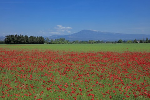 Paysage du Mont Ventoux, Vaucluse