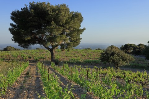 Vacqueyras, Vaucluse