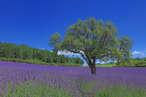 Vaucluse, Arbre isolé au milieu d'un champ de lavande