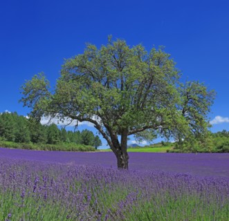 Vaucluse, Arbre isolé au milieu d'un champ de lavande
