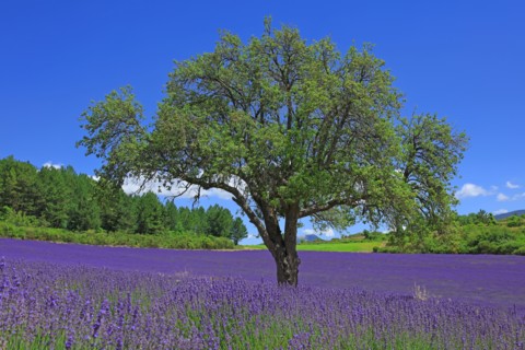 Vaucluse, Arbre isolé au milieu d'un champ de lavande