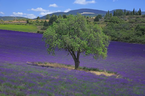 Vaucluse, Arbre isolé au milieu d'un champ de lavande