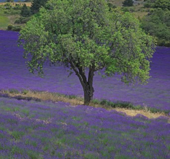 Vaucluse, Arbre isolé au milieu d'un champ de lavande
