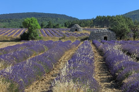 Drôme, champ de lavande
