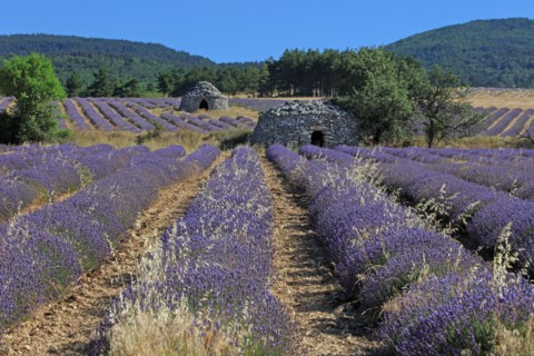Drôme, champ de lavande