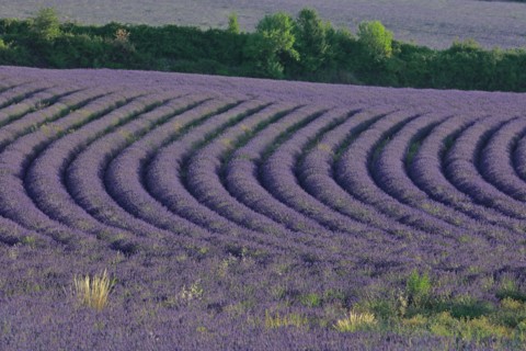 Alpes-de-Haute-Provence, champ de lavande