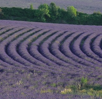 Alpes-de-Haute-Provence, champ de lavande