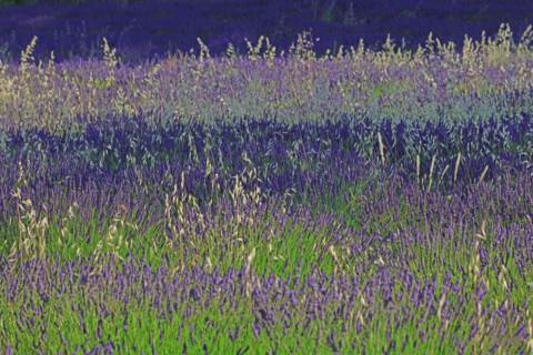 Alpes-de-Haute-Provence, champ de lavande