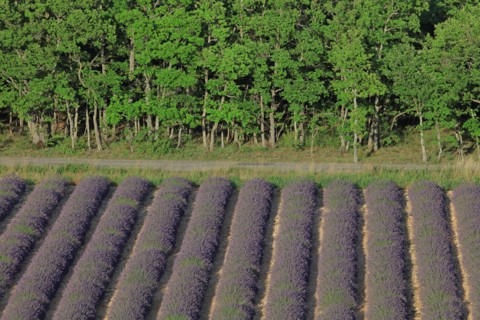 Alpes-de-Haute-Provence, champ de lavande