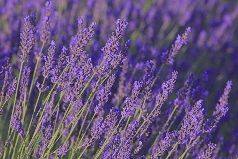 Alpes-de-Haute-Provence, champ de lavande